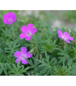 Geranium sanguineum