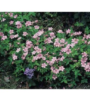 Geranium endressii Wargrave...