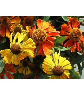 Helenium Waltraut