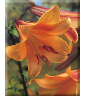 Lilium a tromba African Queen