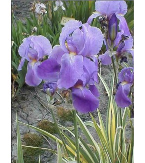 Iris pallida Variegata