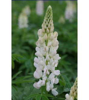 Lupinus ( lupino ) Noblemaiden