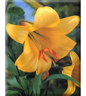 Lilium a tromba Golden...