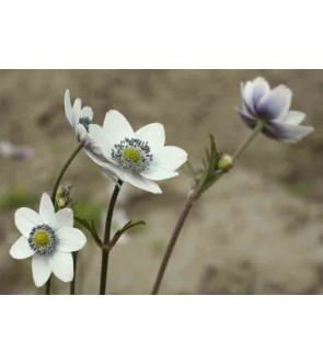 Anemone leveillei