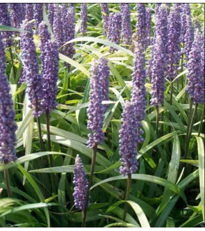 Liriope muscari Ingwersen