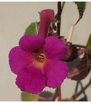 Achimenes Harry Williams