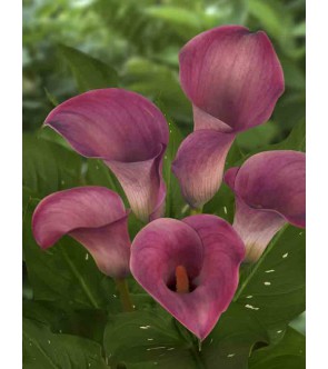 Calla Captain Romance