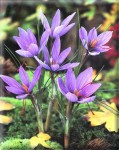 Crocus Sativus ( Zafferano )