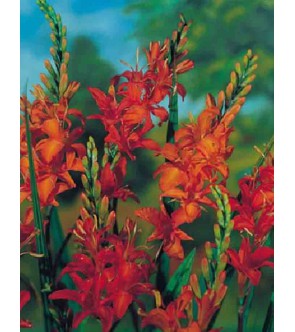 Crocosmia masoniorum