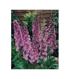 Delphinium Astolat