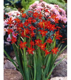 Crocosmia a fiore piccolo...