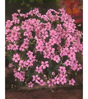 Oxalis rubra ( sin...