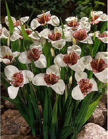 Bulbi Di Tigridia (Montbretia) - 50 Pezzi, 5 Varietà Colorate, Per Giardino E Vasi Dall'Olanda - Foto 7