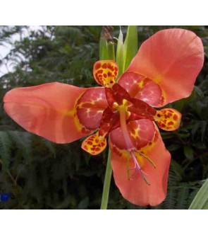 Tigridia pavonia Speciosa