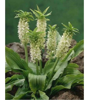 Eucomis autumnalis