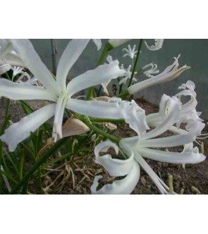 Nerine bowdenii Alba