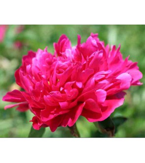 Peonia Victoire de la Marne