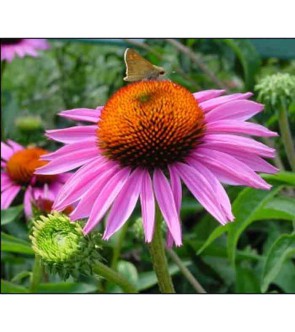 Echinacea purpurea Rubinstern