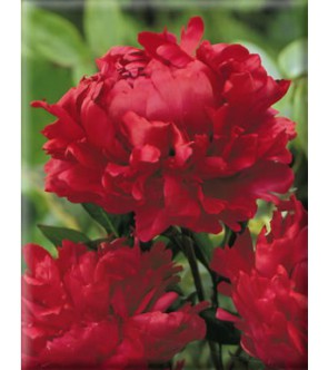 Peonia Karl Rosenfield