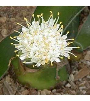 Haemanthus pauculifolius