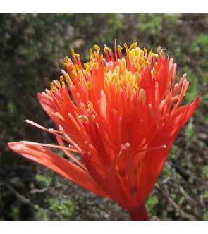 Haemanthus sanguineus