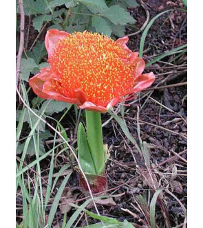 Haemanthus puniceus ( sin...