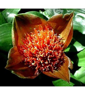 Haemanthus membranaceus (...