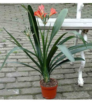 Clivia miniata a foglie larghe