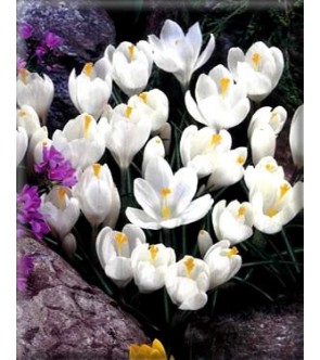 Crocus vernus Jeanne D arc