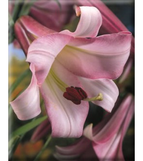 Lilium a tromba Pink...