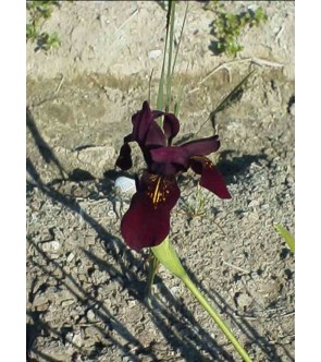 Iris chrysographes Black Form