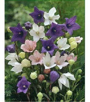 Platycodon grandiflorus...