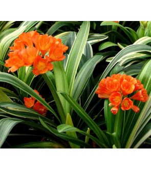 Clivia a foglia variegata