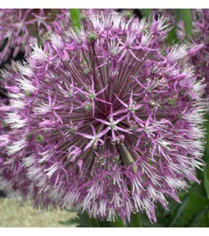Allium jesdianum Early Emperor