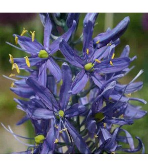 Camassia Cusikii Zwanenburg