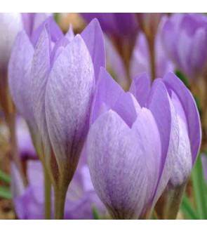 Crocus speciosus Cassiope