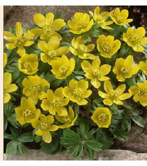 Eranthis hyemalis