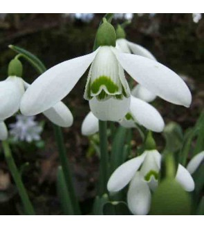 Galanthus Sam Arnot