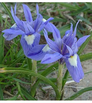 Gynandriris Sisyrinchium (syn Iris Sisyrinchium)