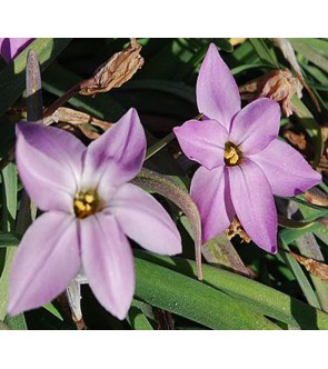 Ipheion uniflorum Charlotte...