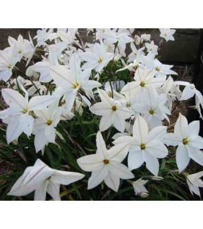 Ipheion uniflorum White Star