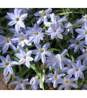 Ipheion uniflorum Wisley Blue