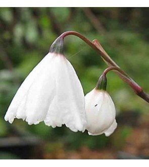 Leucojum autumnale...