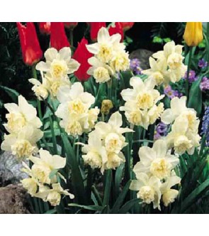 Narciso doppio White Marvel