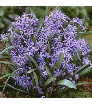 Scilla bifolia