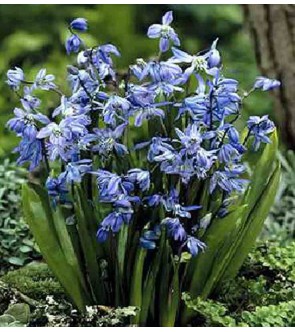 Scilla siberica