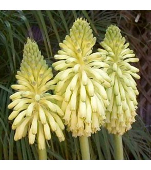 Veltheimia bracteata Lemon...