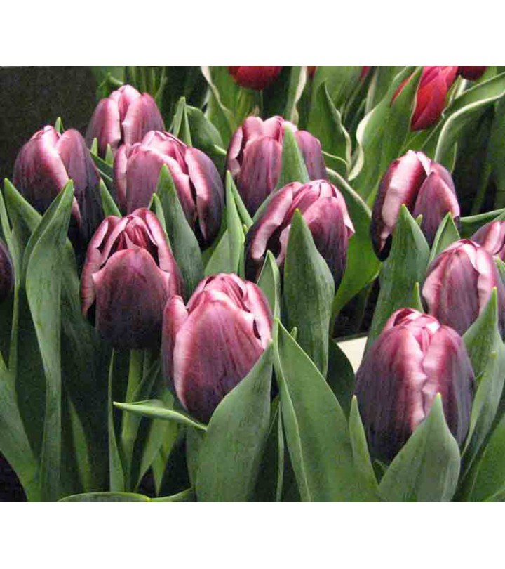 Fiori Da Giardino A Stelo Lungo