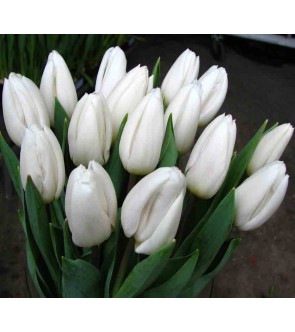 Tulipano stelo lungo White...