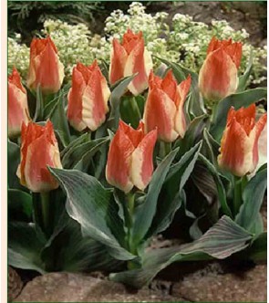 Tulipano botanico Plaisir